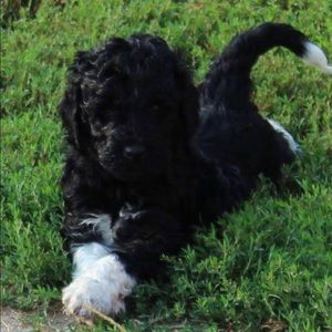 Meet your Posher, Sharon